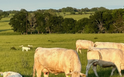 Generations of Cattle Production